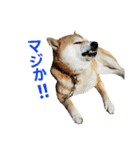 柴犬ハナちゃん（個別スタンプ：6）