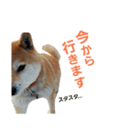 柴犬ハナちゃん（個別スタンプ：7）