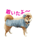 柴犬ハナちゃん（個別スタンプ：8）