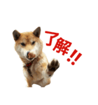 柴犬ハナちゃん（個別スタンプ：9）