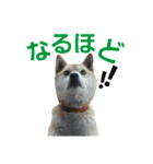 柴犬ハナちゃん（個別スタンプ：11）