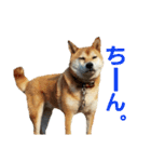 柴犬ハナちゃん（個別スタンプ：12）