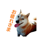 柴犬ハナちゃん（個別スタンプ：13）