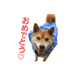 柴犬ハナちゃん（個別スタンプ：15）