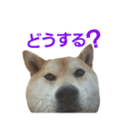 柴犬ハナちゃん（個別スタンプ：16）