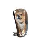 柴犬の成長記録 ①（個別スタンプ：1）