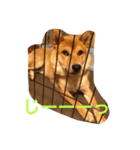 柴犬の成長記録 ①（個別スタンプ：2）