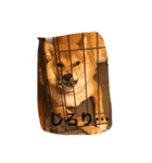 柴犬の成長記録 ①（個別スタンプ：3）