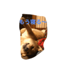柴犬の成長記録 ①（個別スタンプ：4）