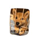柴犬の成長記録 ①（個別スタンプ：6）