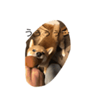 柴犬の成長記録 ①（個別スタンプ：8）