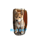 柴犬の成長記録 ①（個別スタンプ：9）