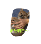 柴犬の成長記録 ①（個別スタンプ：10）