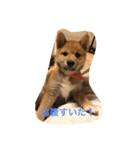 柴犬の成長記録 ①（個別スタンプ：11）