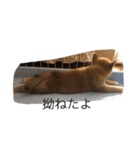 柴犬の成長記録 ①（個別スタンプ：12）