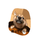 柴犬の成長記録 ①（個別スタンプ：13）