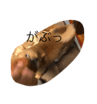 柴犬の成長記録 ①（個別スタンプ：14）