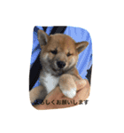 柴犬の成長記録 ①（個別スタンプ：15）