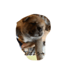 柴犬の成長記録 ①（個別スタンプ：16）