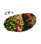 沖縄の花（個別スタンプ：1）