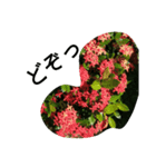 沖縄の花（個別スタンプ：4）