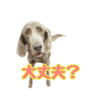 ワイマラナーの仲間たち2（個別スタンプ：1）