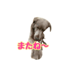 ワイマラナーの仲間たち2（個別スタンプ：3）