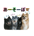 ポメラニアン  いっぱい！（個別スタンプ：14）