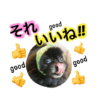 ポメラニアン  いっぱい！（個別スタンプ：32）