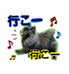 ポメラニアン  いっぱい！（個別スタンプ：36）