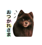 ポメラニアン  いっぱい！（個別スタンプ：37）