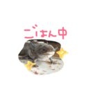 うーぱ AZUKI（個別スタンプ：1）