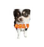 ちわたん★ちわわ（個別スタンプ：6）