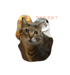 エルねこさん（個別スタンプ：1）