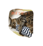 エルねこさん（個別スタンプ：4）