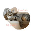 エルねこさん（個別スタンプ：5）