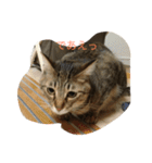 エルねこさん（個別スタンプ：6）