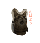 エルねこさん（個別スタンプ：8）