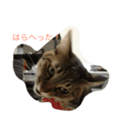 エルねこさん（個別スタンプ：9）