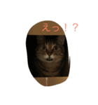エルねこさん（個別スタンプ：12）
