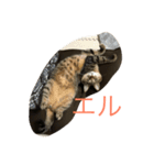 エルねこさん（個別スタンプ：14）