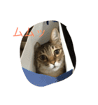 エルねこさん（個別スタンプ：15）