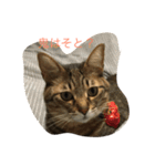 エルねこさん（個別スタンプ：16）