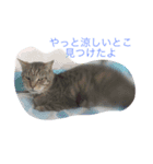 だいきちのすたんぷ（個別スタンプ：1）