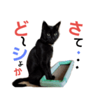 黒ねこ茶トラ（個別スタンプ：31）