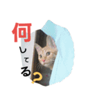 黒ねこ茶トラ（個別スタンプ：38）