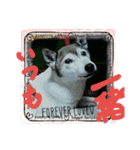マイペット（個別スタンプ：1）