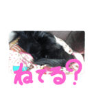 マイペット（個別スタンプ：7）