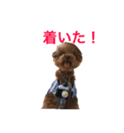 トイプードルジルの 使えるお返事パート7（個別スタンプ：10）