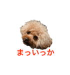 トイプードルジルの 使えるお返事パート7（個別スタンプ：15）